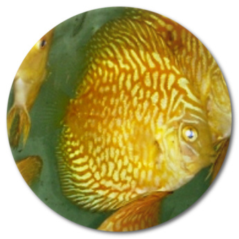 Yellow Mosaic Dragon Discus Fish - 2.5 inch